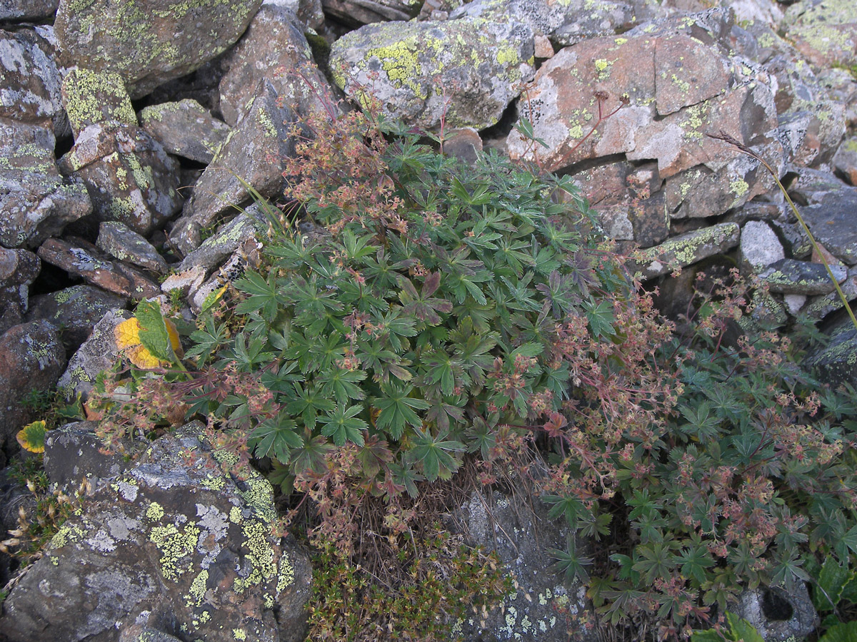 Изображение особи Alchemilla sericea.