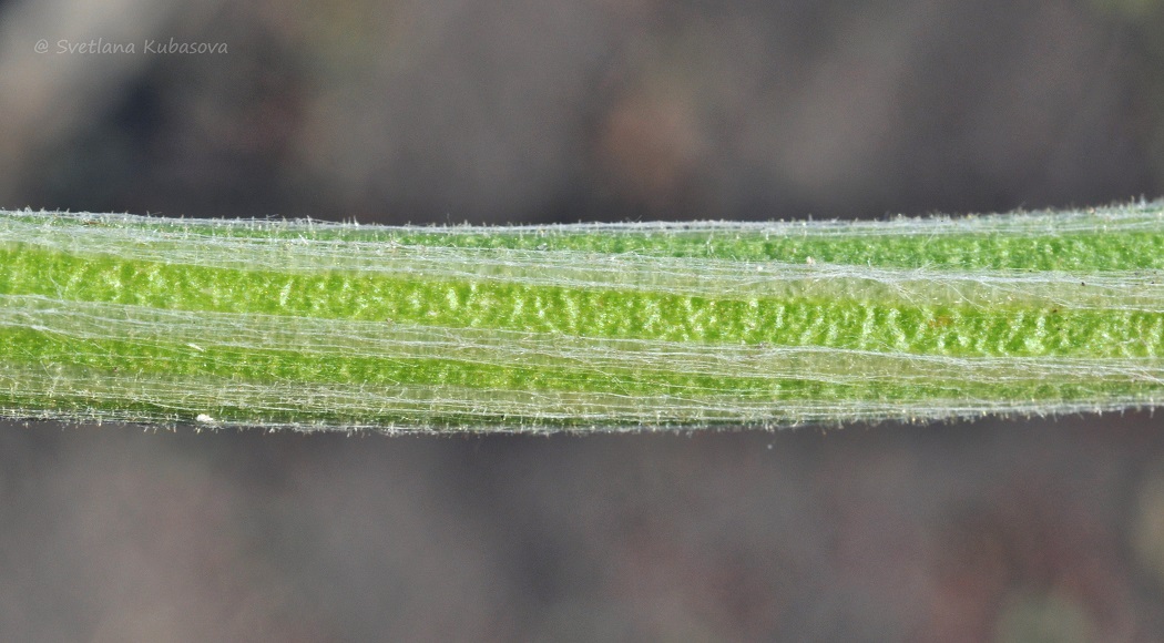 Image of Echinops bannaticus specimen.
