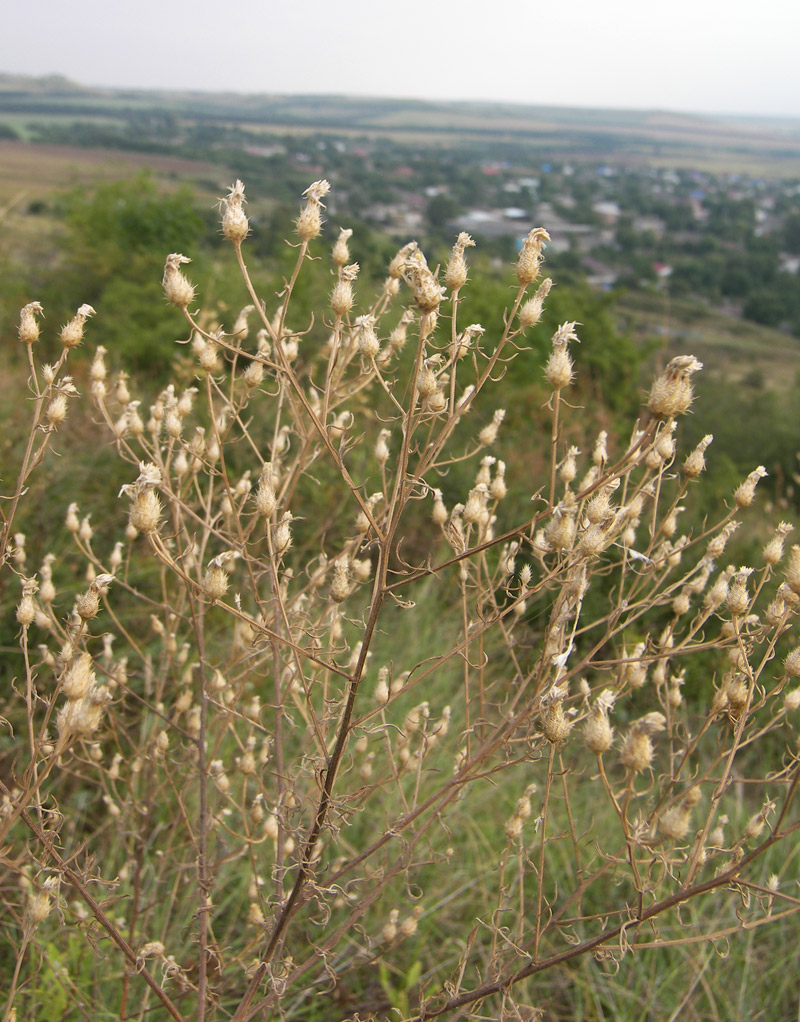 Image of Centaurea pseudosquarrosa specimen.