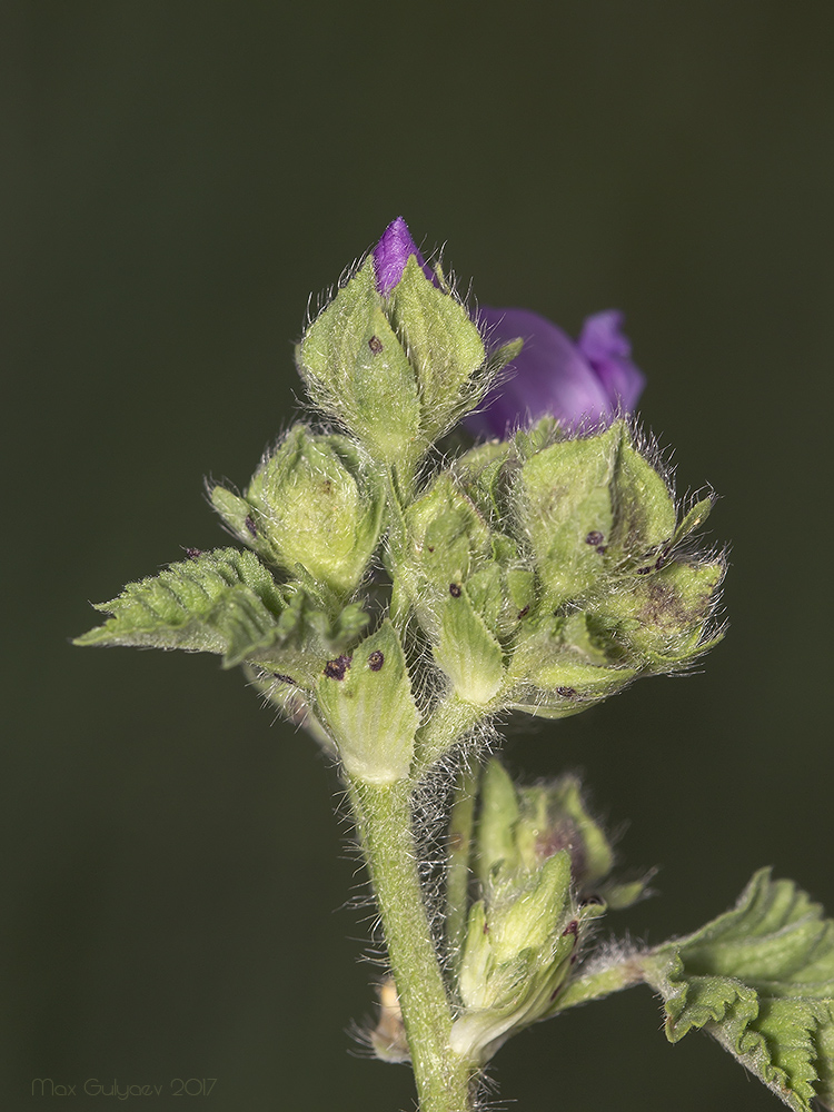 Image of Malva sylvestris specimen.