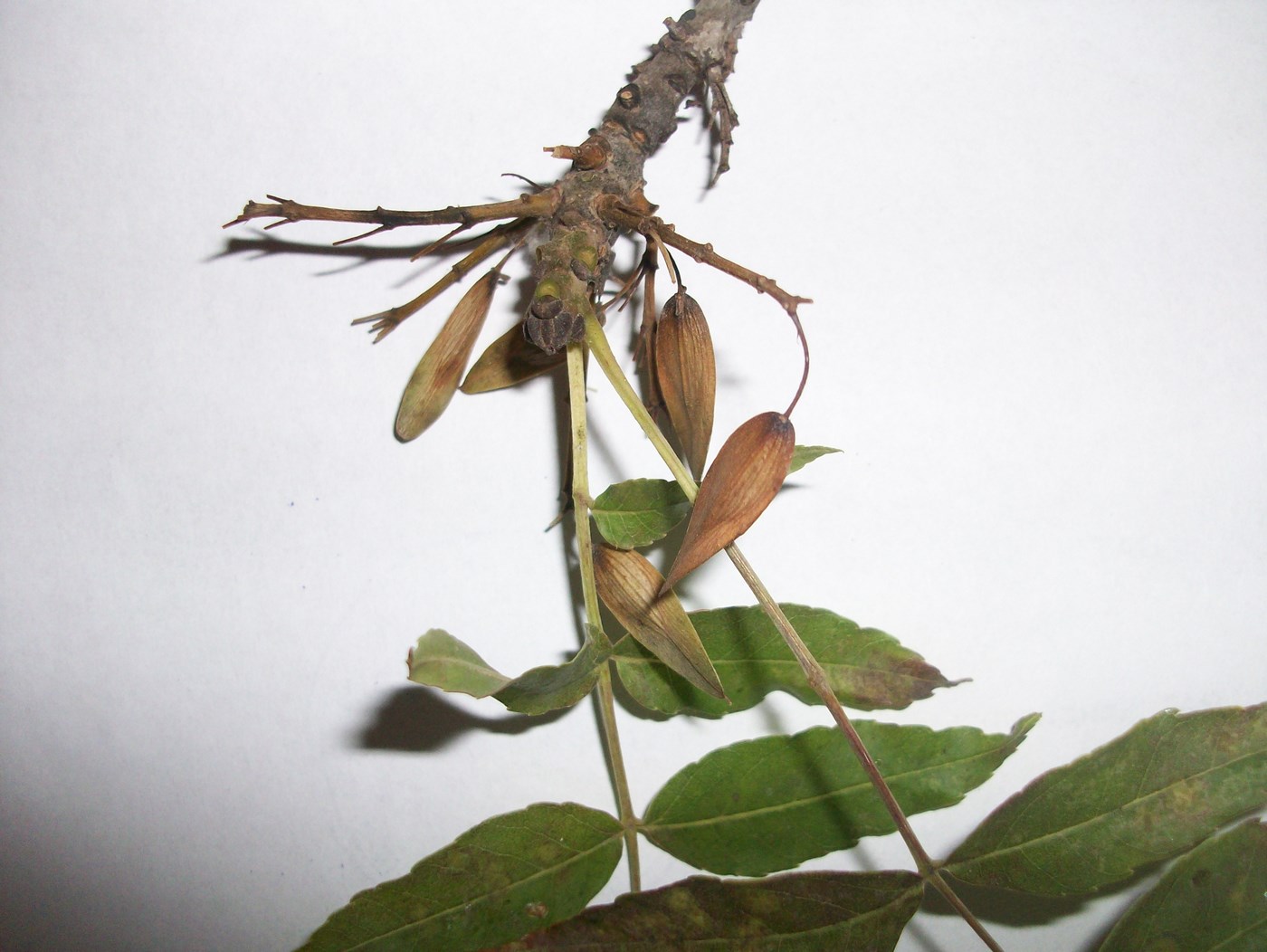 Изображение особи род Fraxinus.