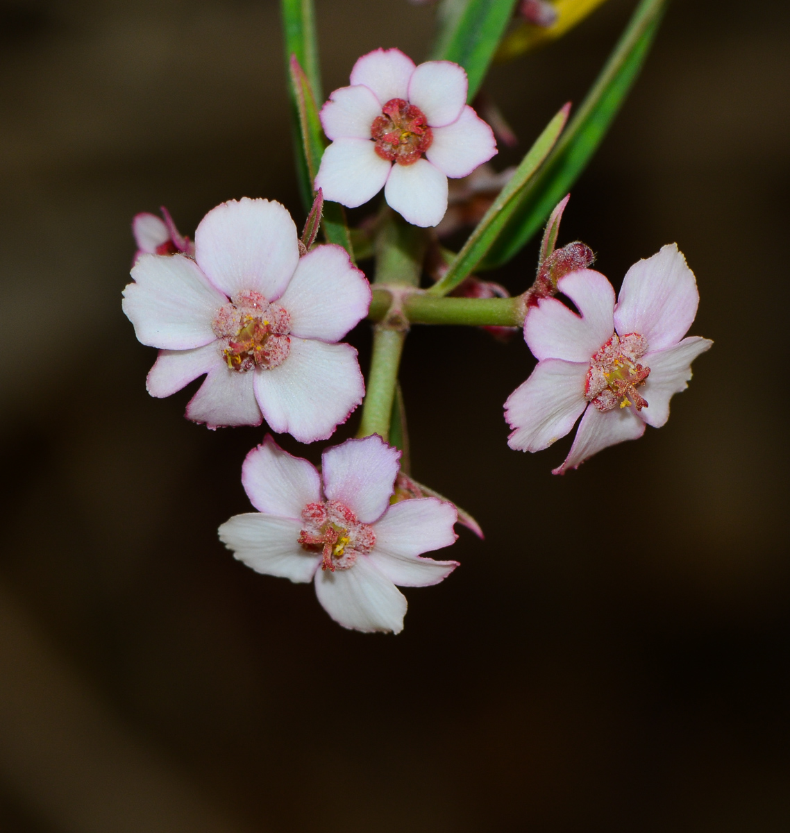 Изображение особи Euphorbia xanti.