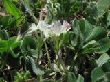 Trifolium subterraneum. Цветущее растение. Крым, Керченский п-ов, степь в окр. с. Бондаренково. 1 мая 2010 г.