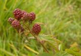 Rubus allegheniensis. Соплодие с незрелыми плодами. Пермский край, г. Пермь, Кировский р-н, садовый участок, в культуре. 27 сентября 2017 г.
