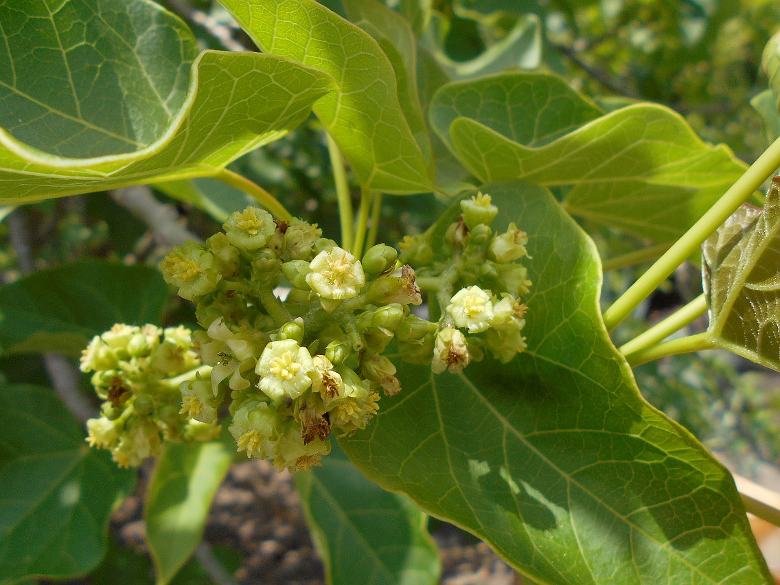 Image of Jatropha curcas specimen.