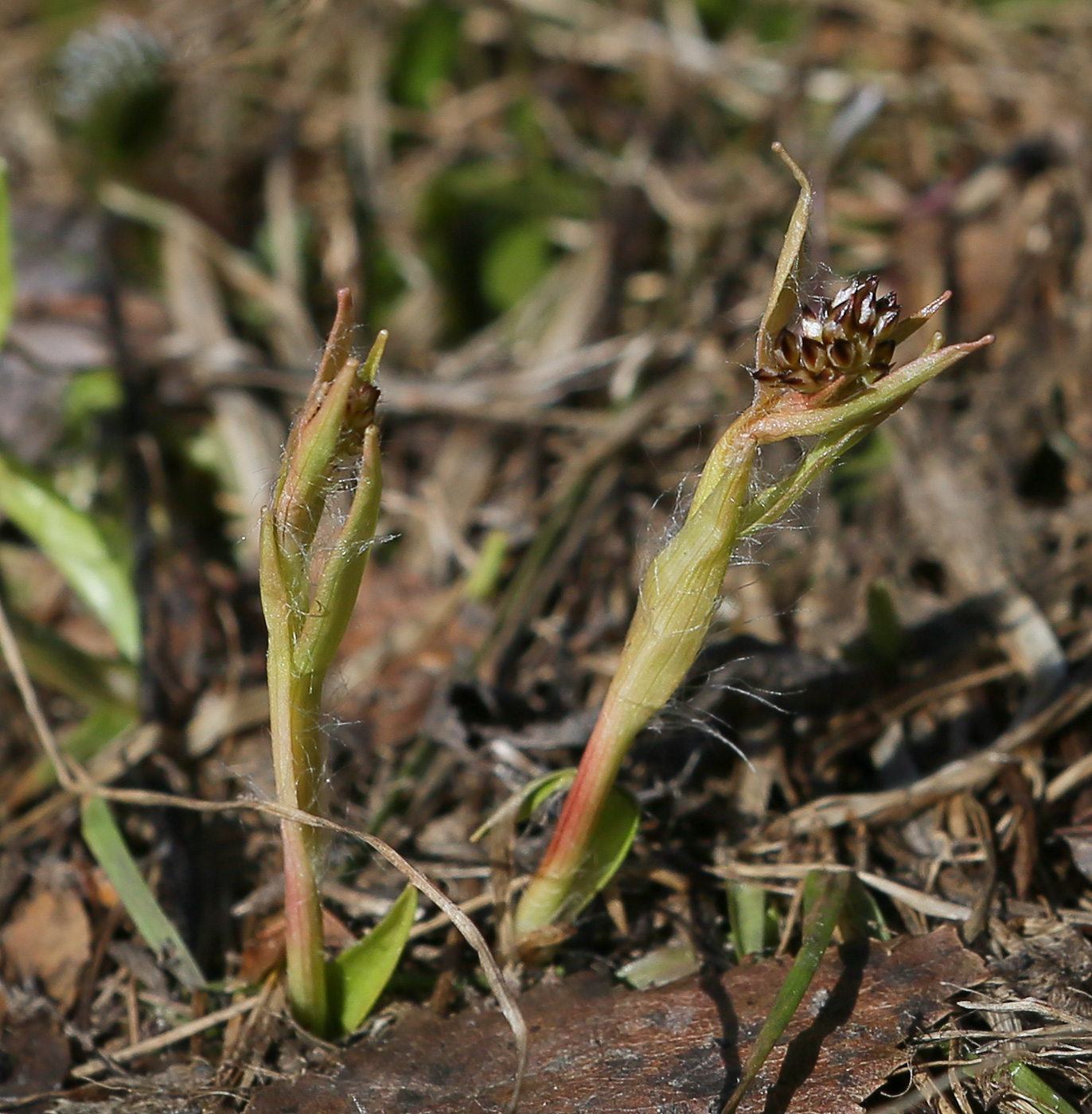 Image of Luzula pilosa specimen.