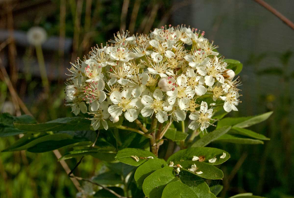 Image of &times; Crataegosorbus miczurinii specimen.