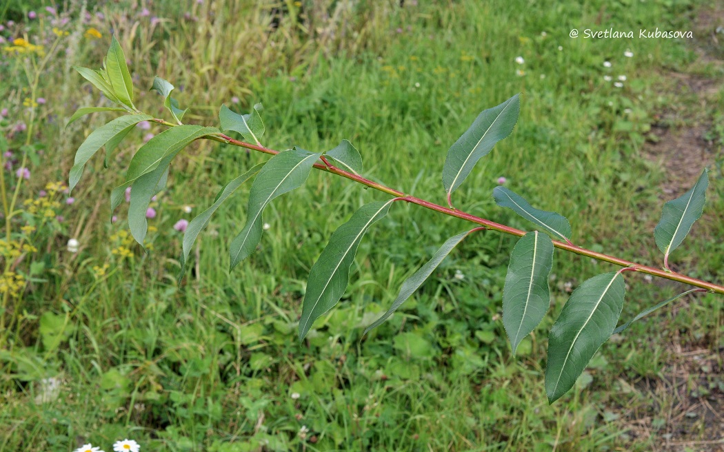 Image of Salix daphnoides specimen.