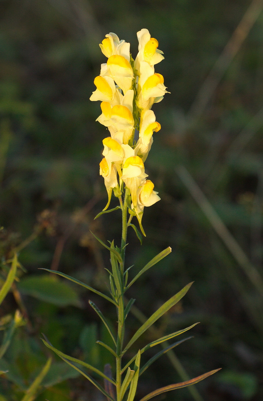 Изображение особи Linaria vulgaris.