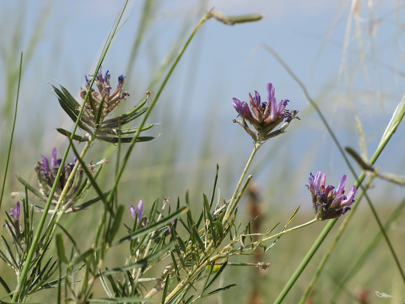 Image of Astragalus arbuscula specimen.