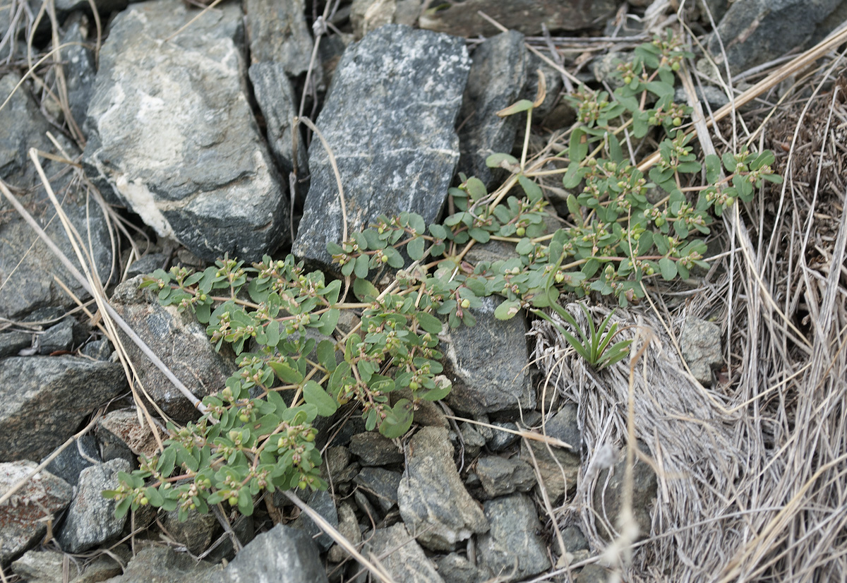 Изображение особи Euphorbia humifusa.