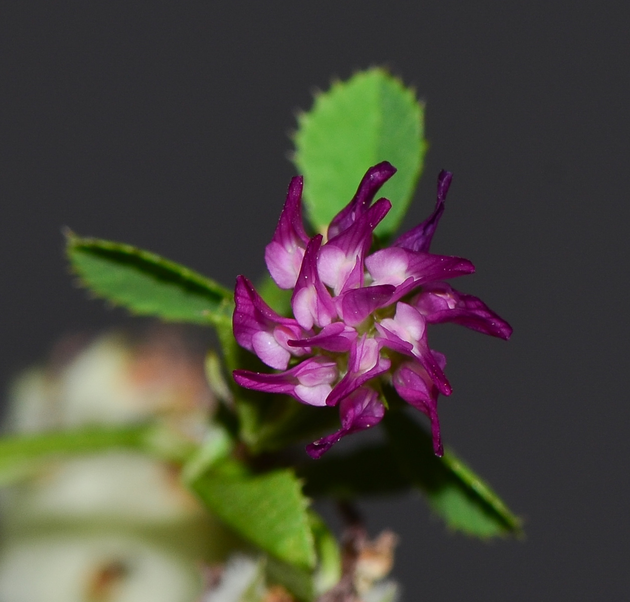 Image of Trifolium tomentosum specimen.