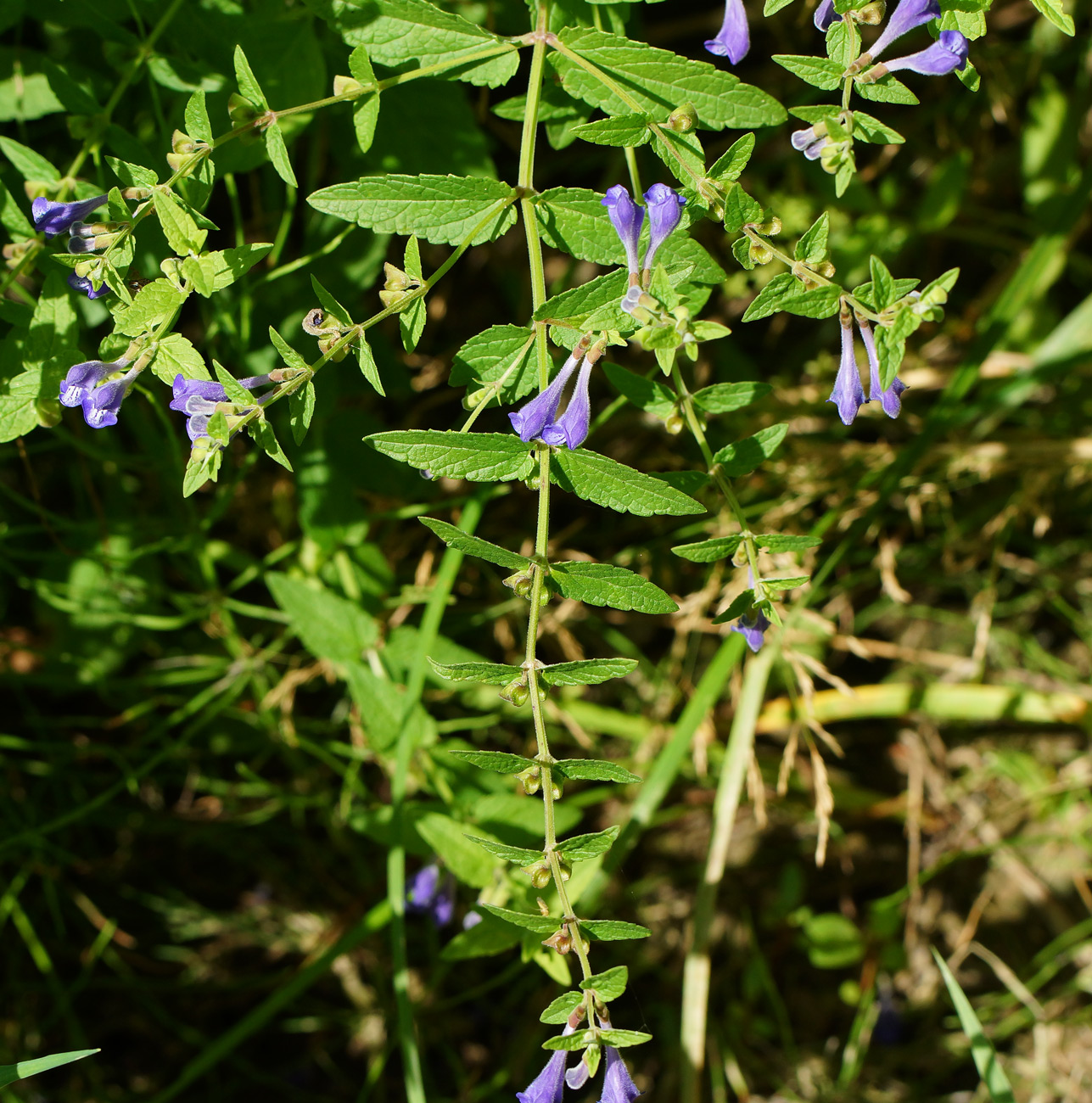 Изображение особи Scutellaria galericulata.