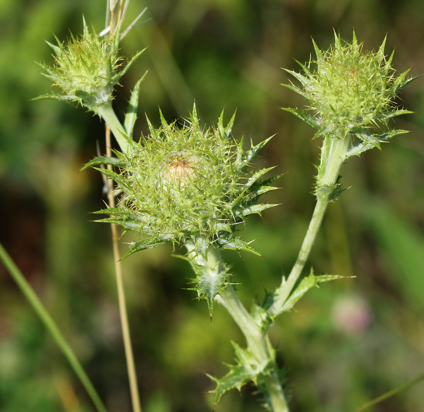 Изображение особи Carlina intermedia.