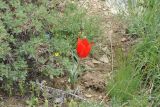 Tulipa florenskyi