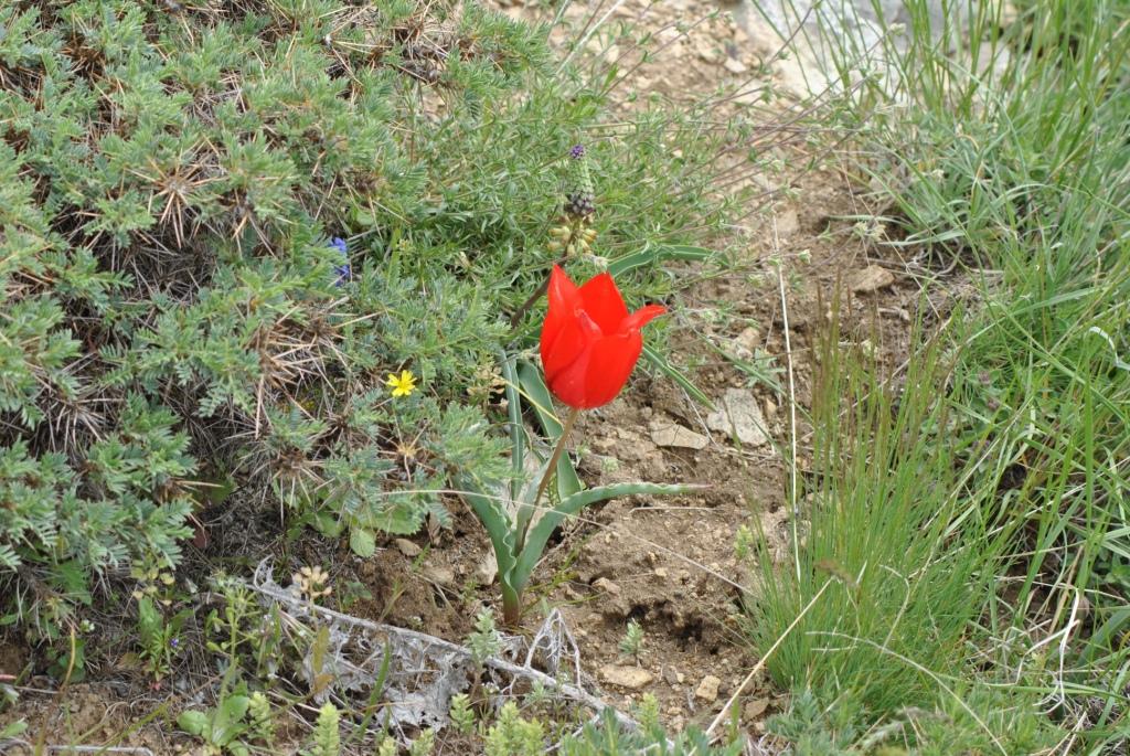 Image of Tulipa florenskyi specimen.