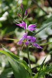 Cephalanthera rubra. Верхушка цветущего растения. Средний Урал, Пермский край, Кунгурский р-н, окр. с. Филипповка, правый берег р. Сылва, камень Ермак, крутой склон, лес с преобладанием сосны. 16.07.2017.