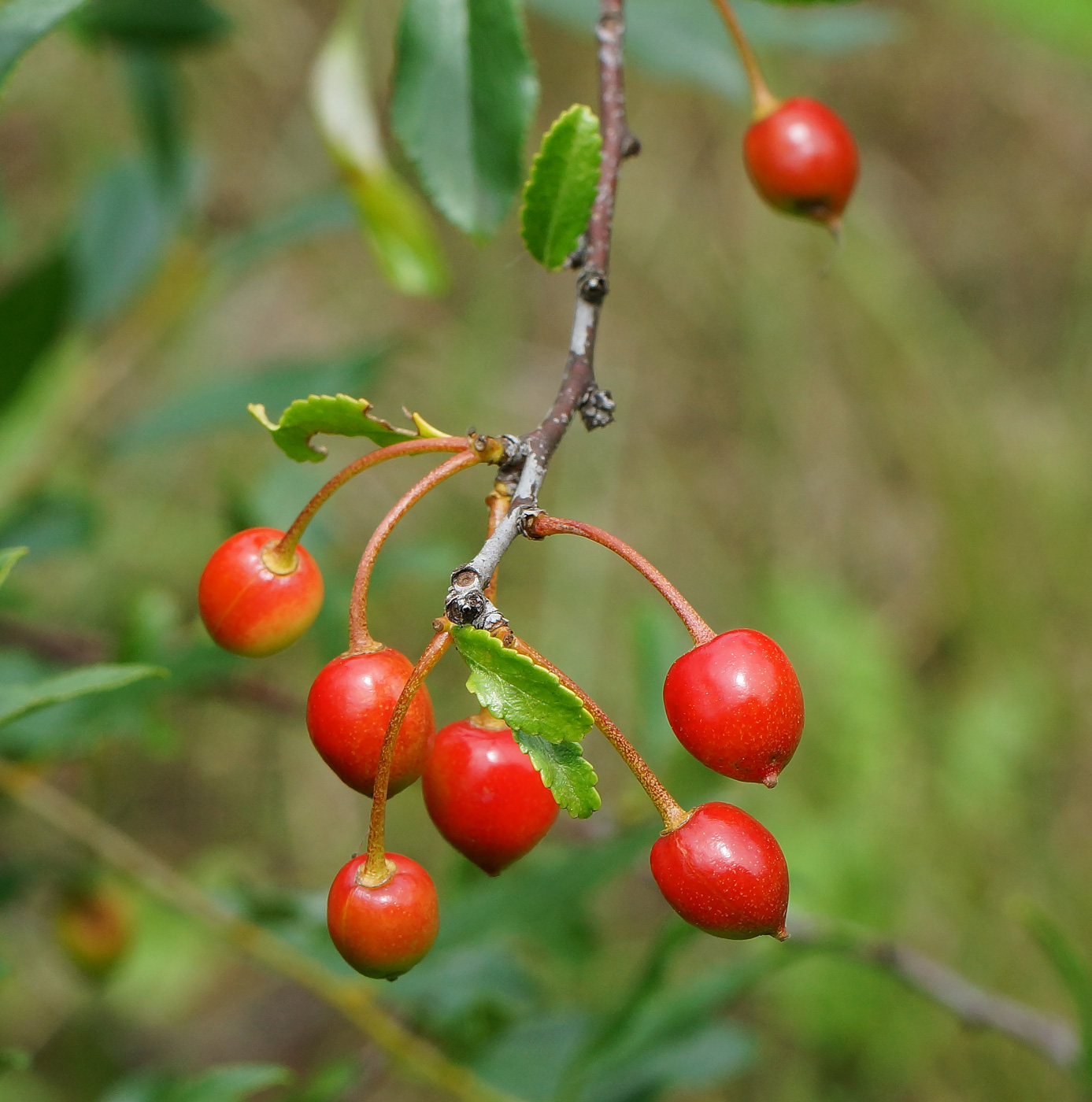 Image of Cerasus fruticosa specimen.