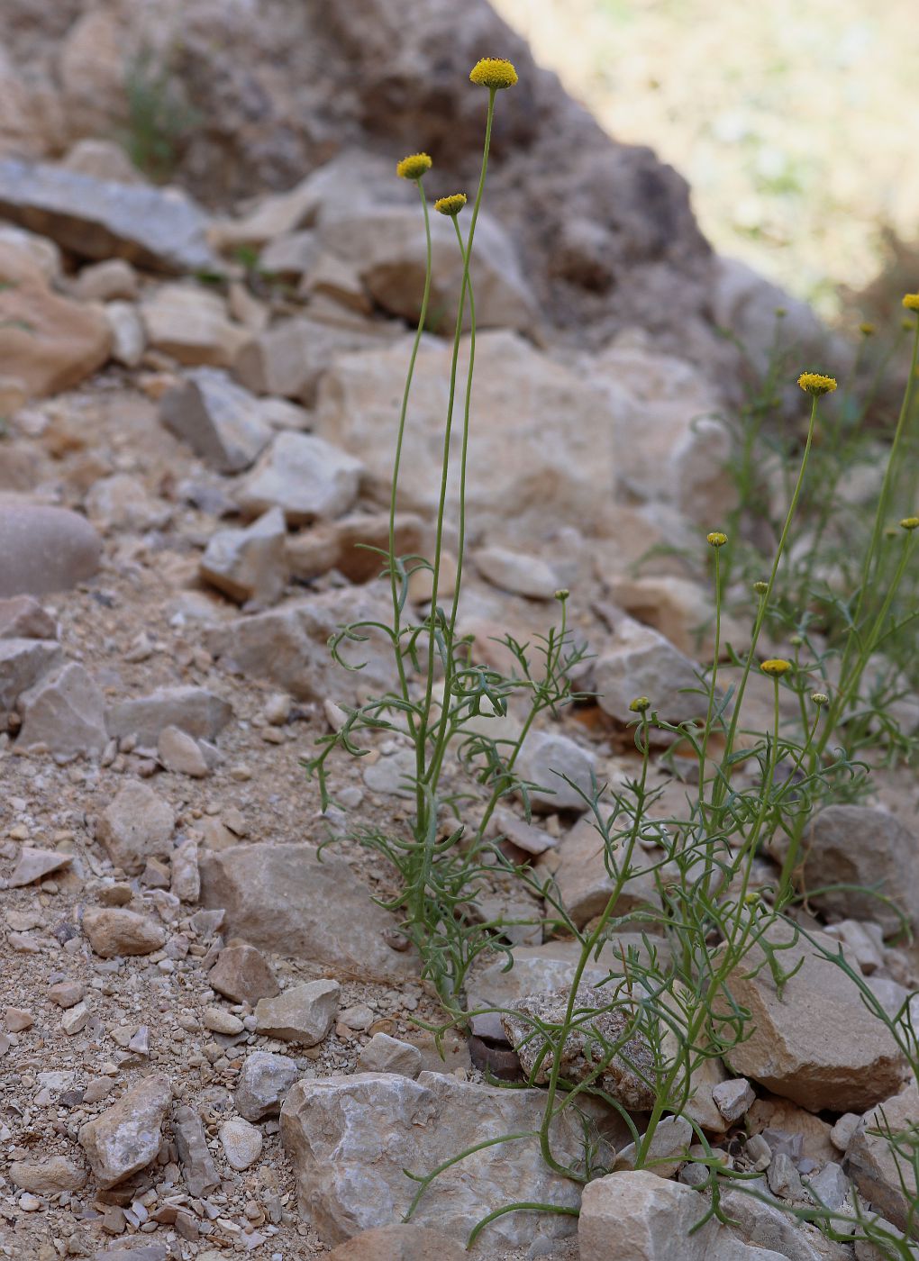 Image of Aaronsohnia factorovskyi specimen.