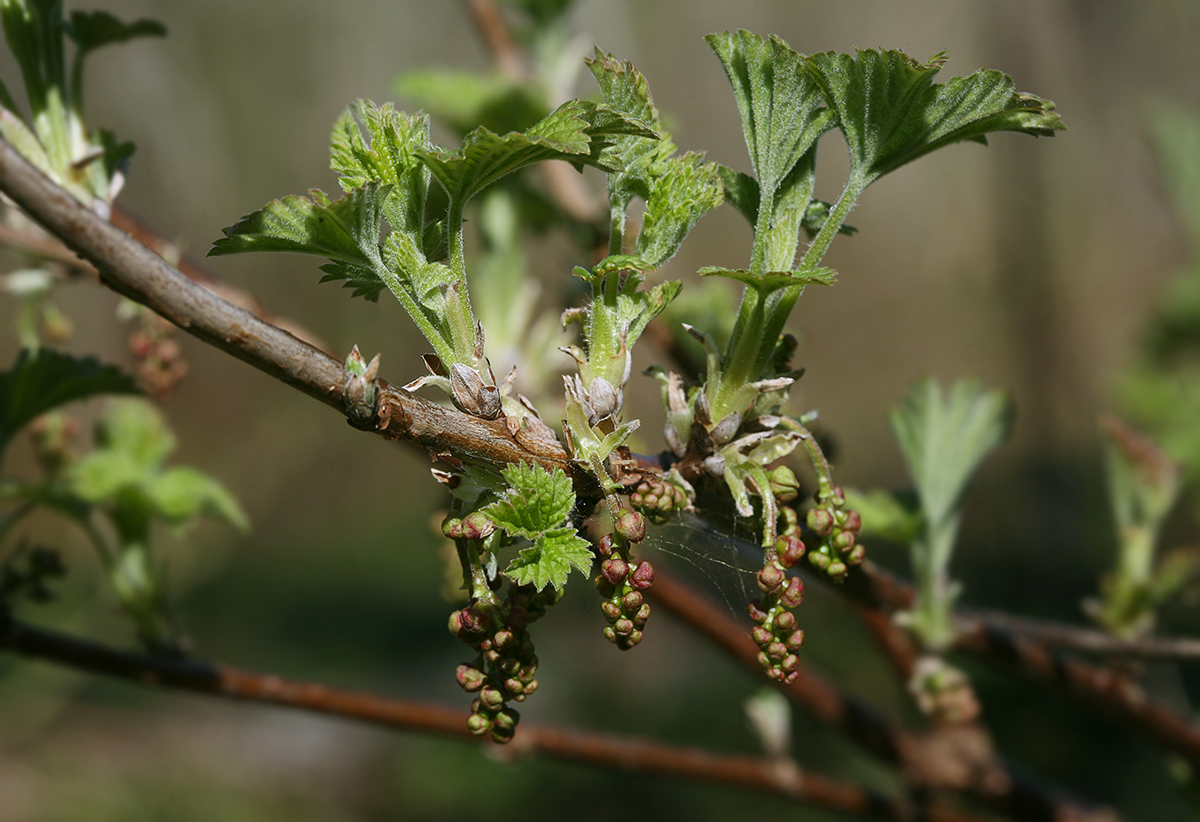 Изображение особи Ribes spicatum.