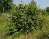 Berberis sphaerocarpa