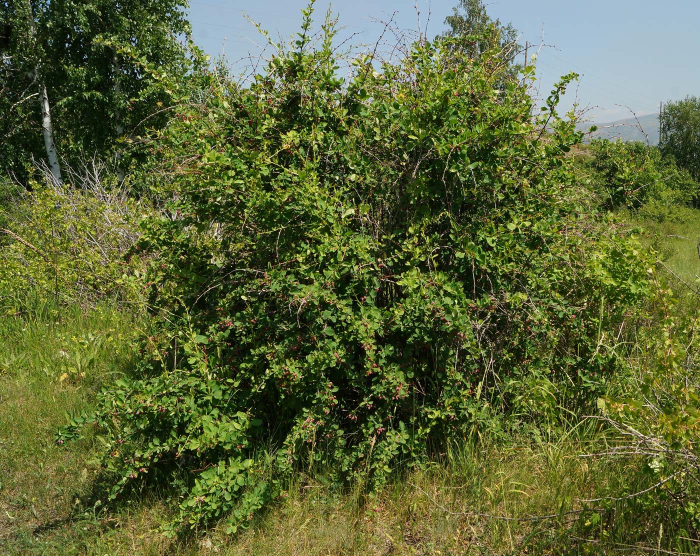 Image of Berberis sphaerocarpa specimen.