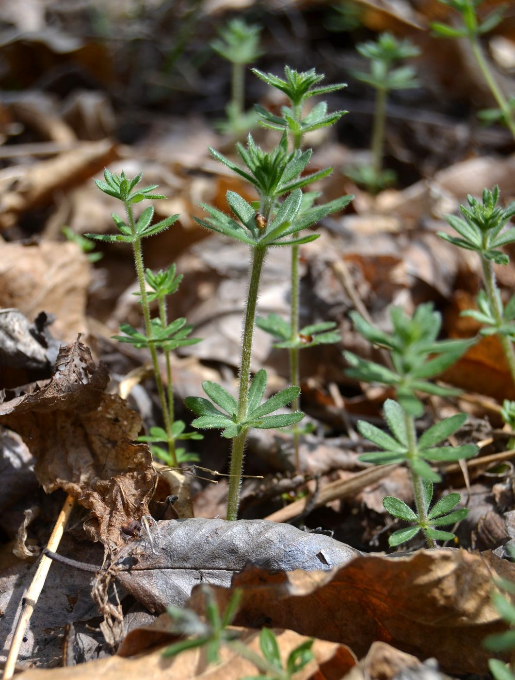 Image of Galium humifusum specimen.