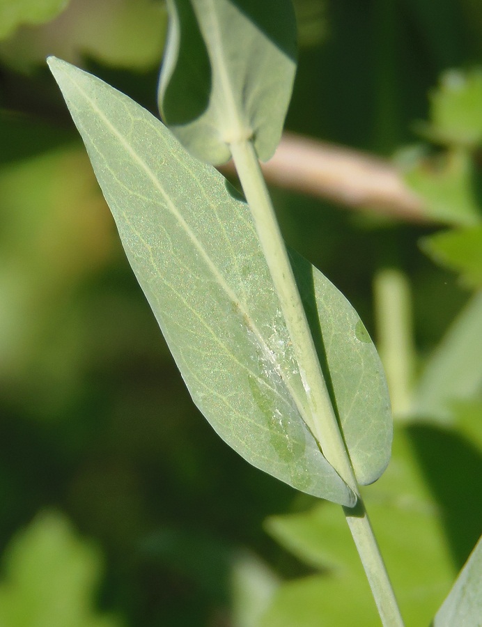 Image of Turritis glabra specimen.