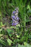 Ajuga reptans