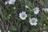 genus Cerastium