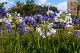 Agapanthus africanus