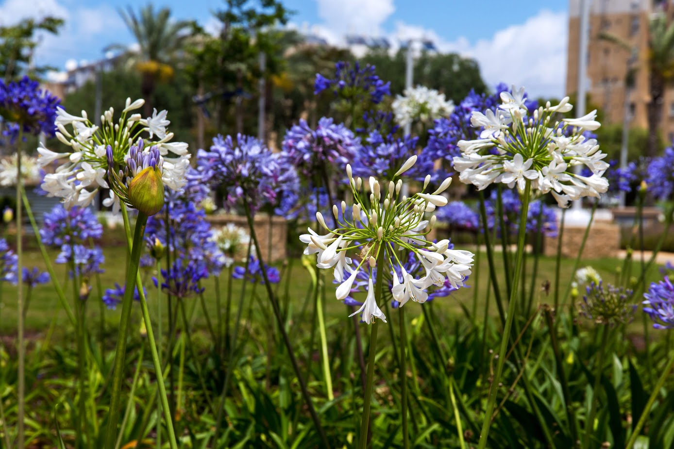 Изображение особи Agapanthus africanus.