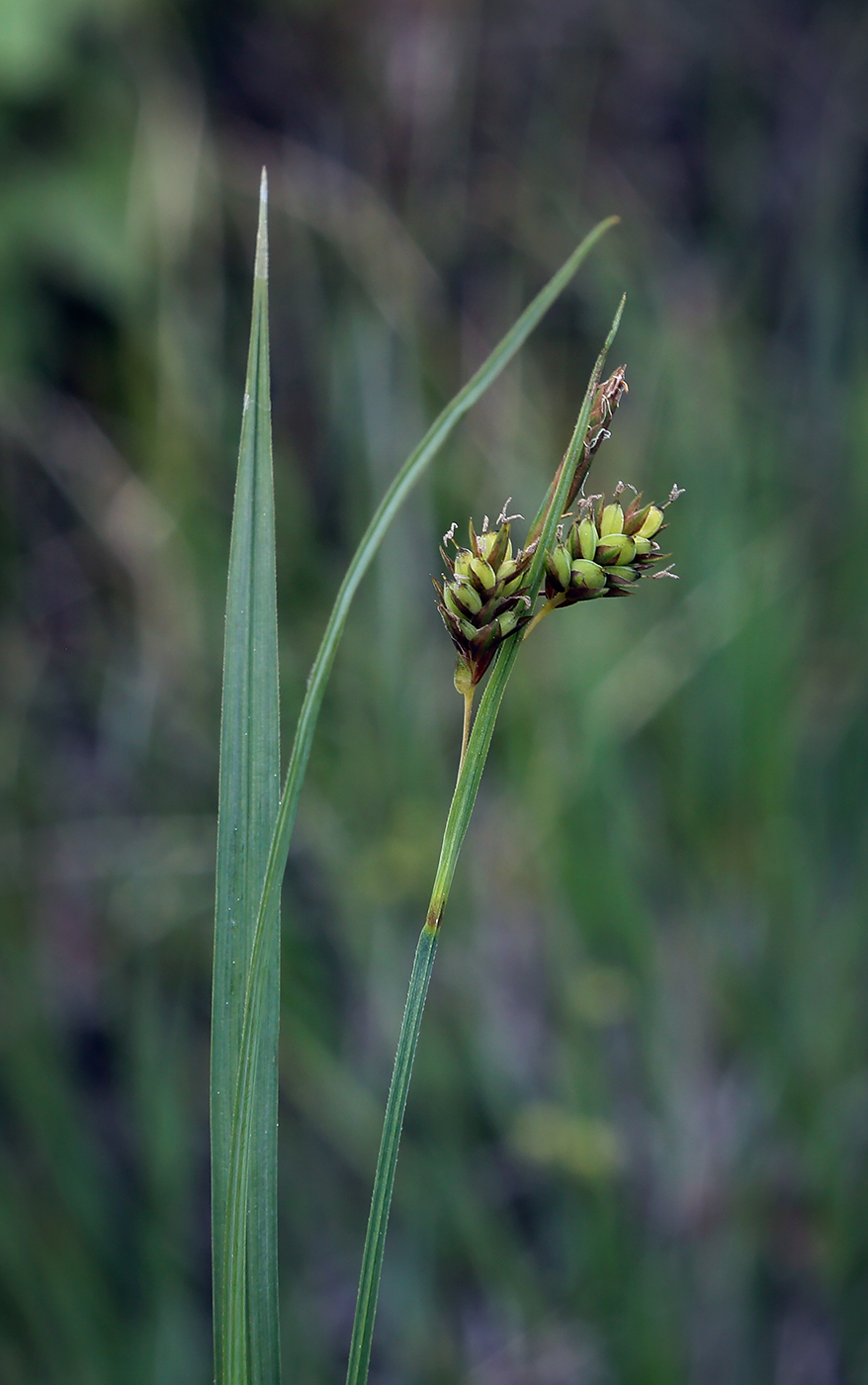 Изображение особи Carex paupercula.