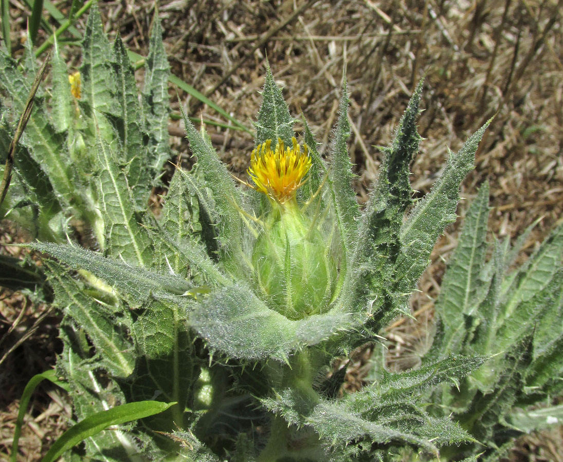 Image of Centaurea benedicta specimen.