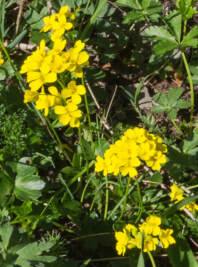 Image of Draba hispida specimen.