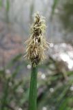 Eleocharis