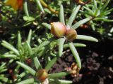 Portulaca grandiflora. Верхушка побега с бутонами. Марий Эл, г. Йошкар-Ола, Ленинский пр-т, в культуре. 23.07.2018.