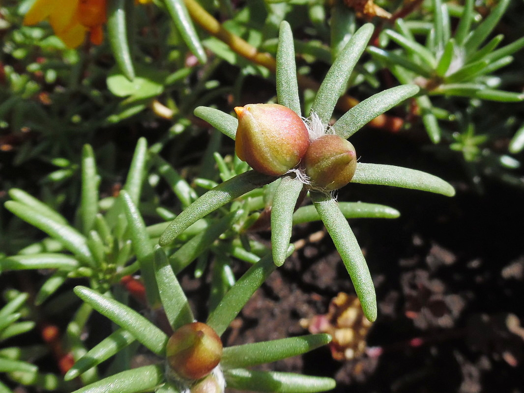 Изображение особи Portulaca grandiflora.