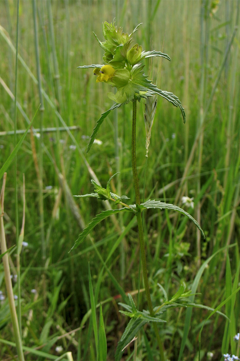 Image of Rhinanthus aestivalis specimen.