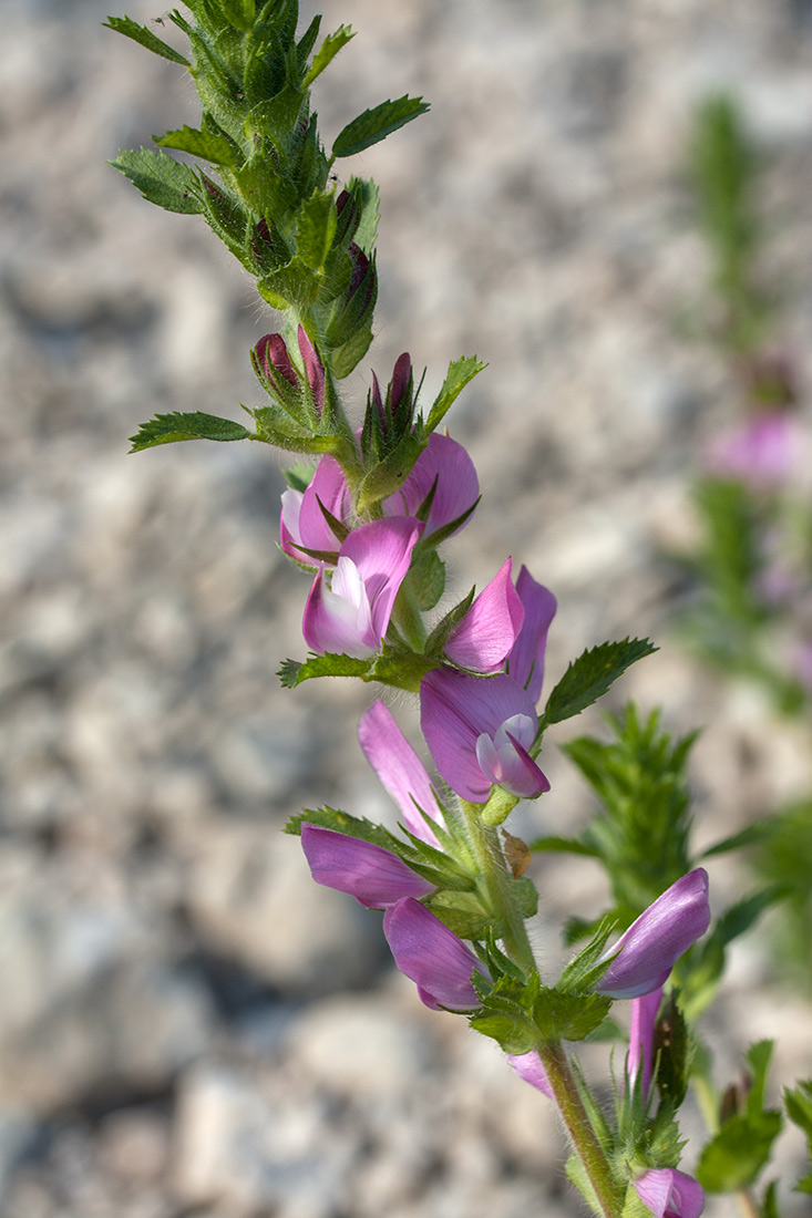 Image of Ononis arvensis specimen.