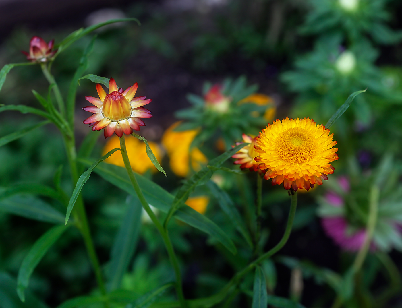 Изображение особи Xerochrysum bracteatum.