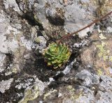 genus Saxifraga