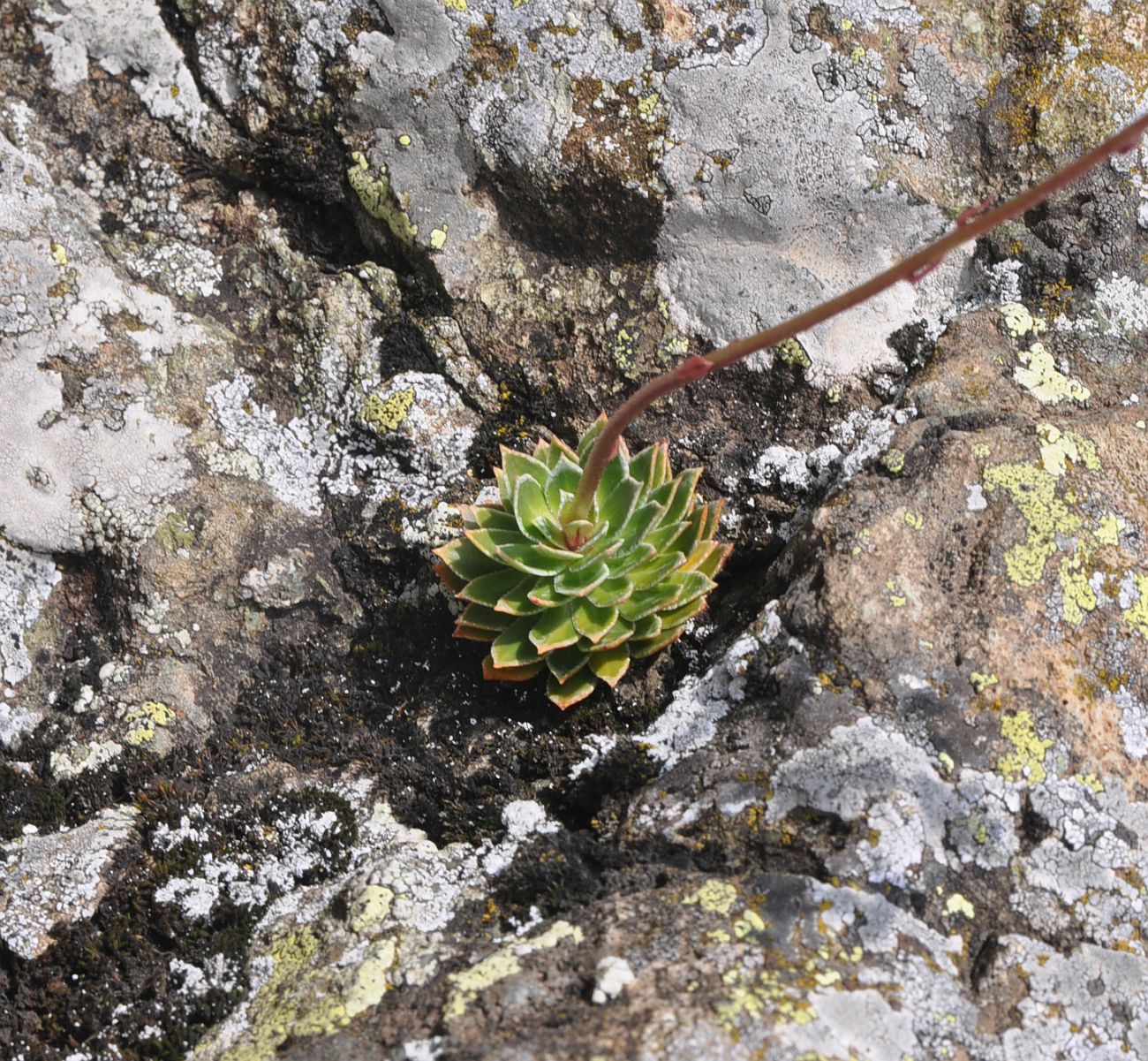 Изображение особи род Saxifraga.