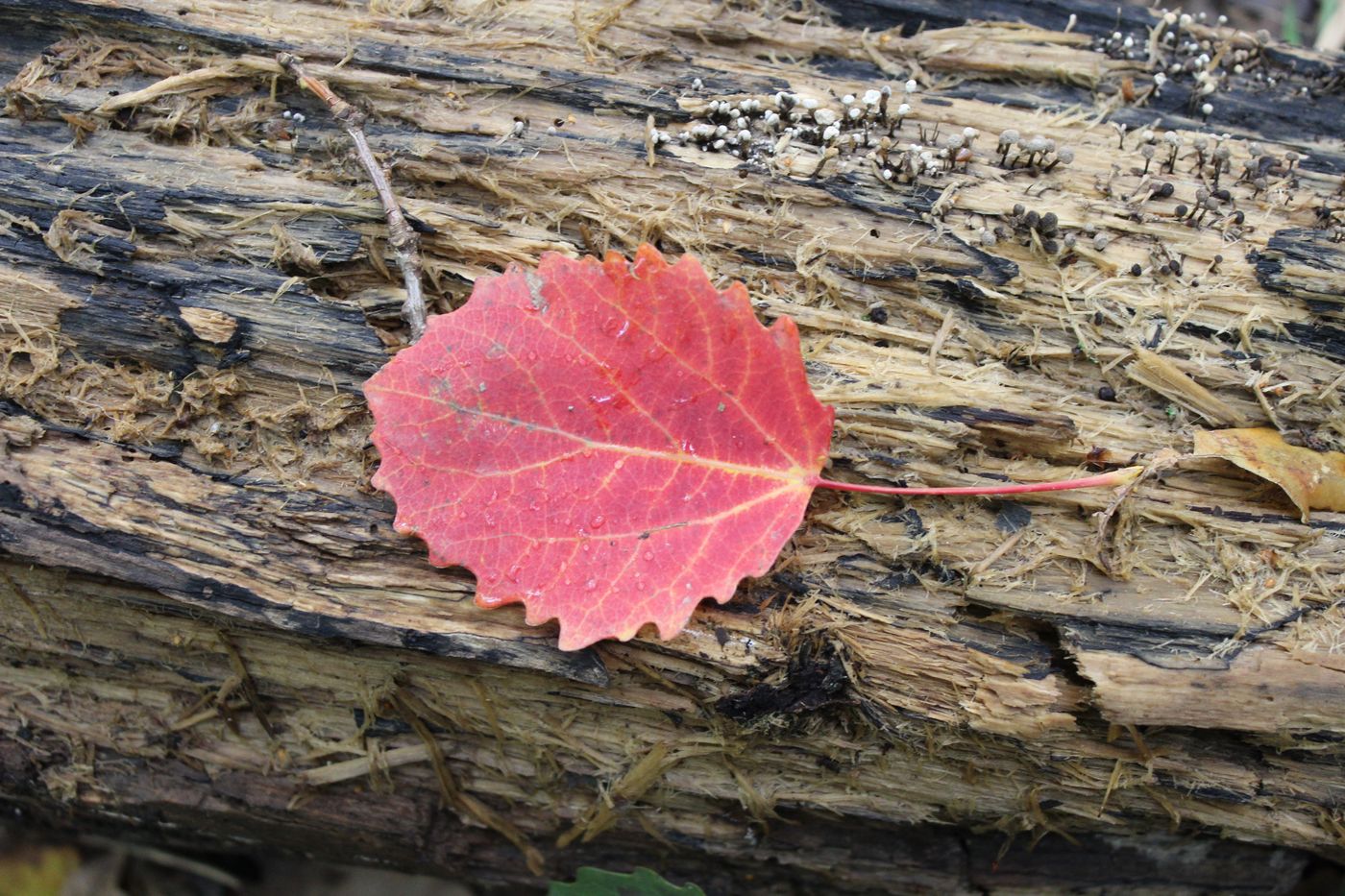 Image of Populus tremula specimen.