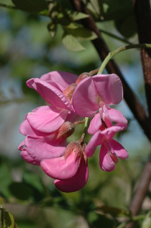 Image of Robinia × margaretta specimen.