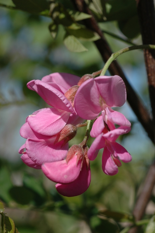 Image of Robinia &times; margaretta specimen.