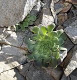 Sedum cyprium