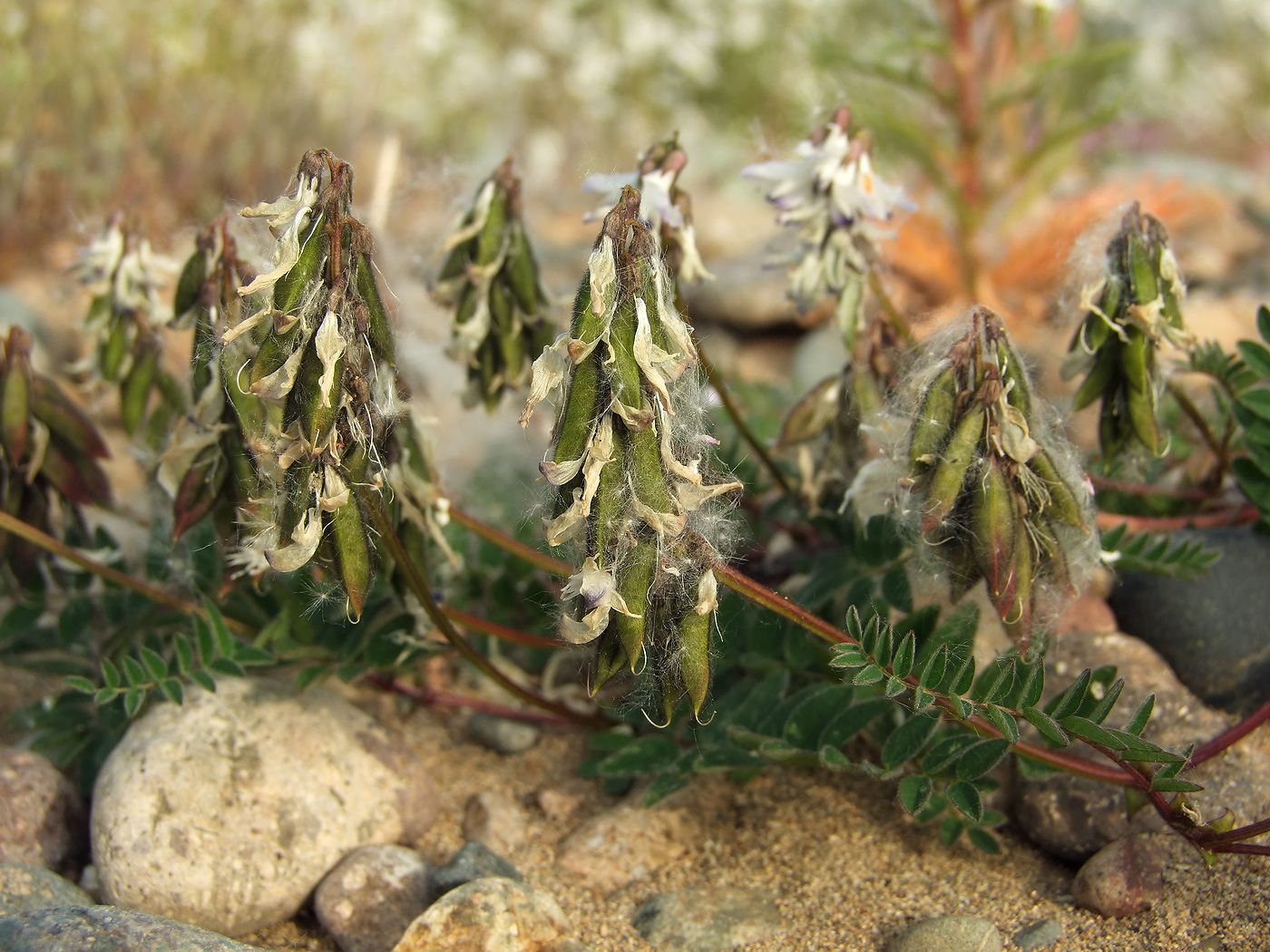 Изображение особи Astragalus alpinus.