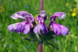 Phlomoides lehmanniana
