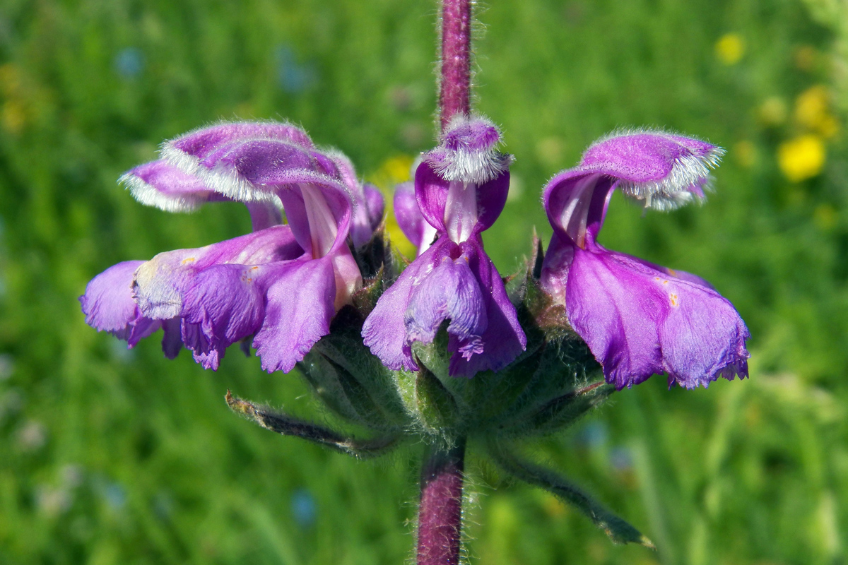 Image of Phlomoides lehmanniana specimen.